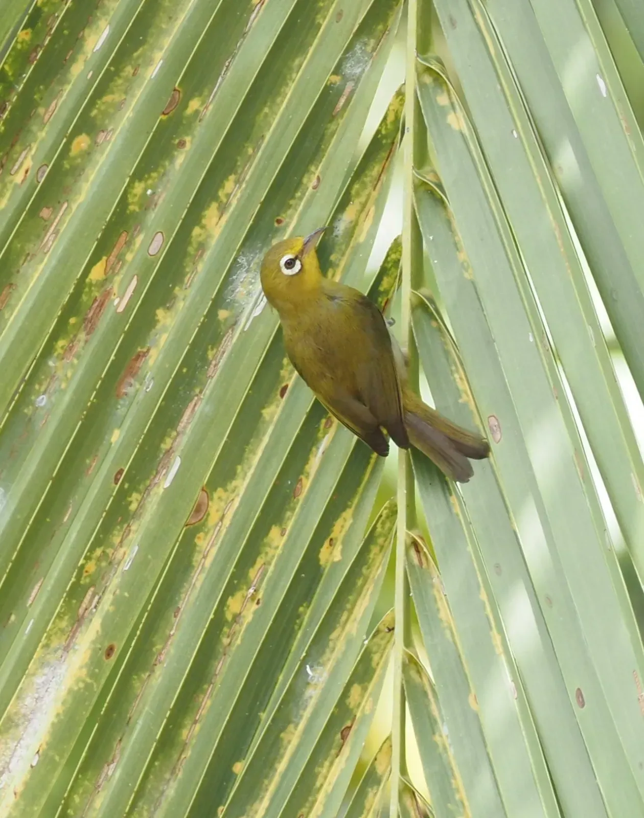 File:Zosterops minutus - Rosario - 348564397.jpeg