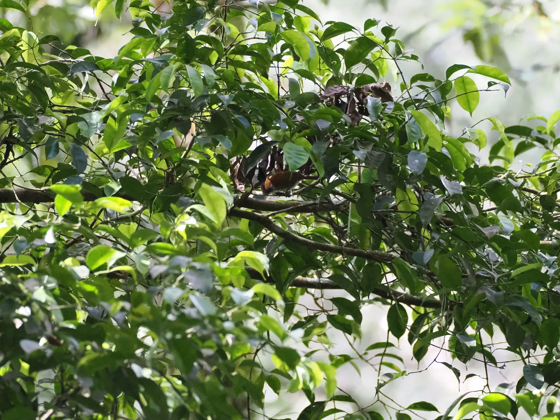 File:Stachyris grammiceps - Justin Philbois - 465844590.jpeg