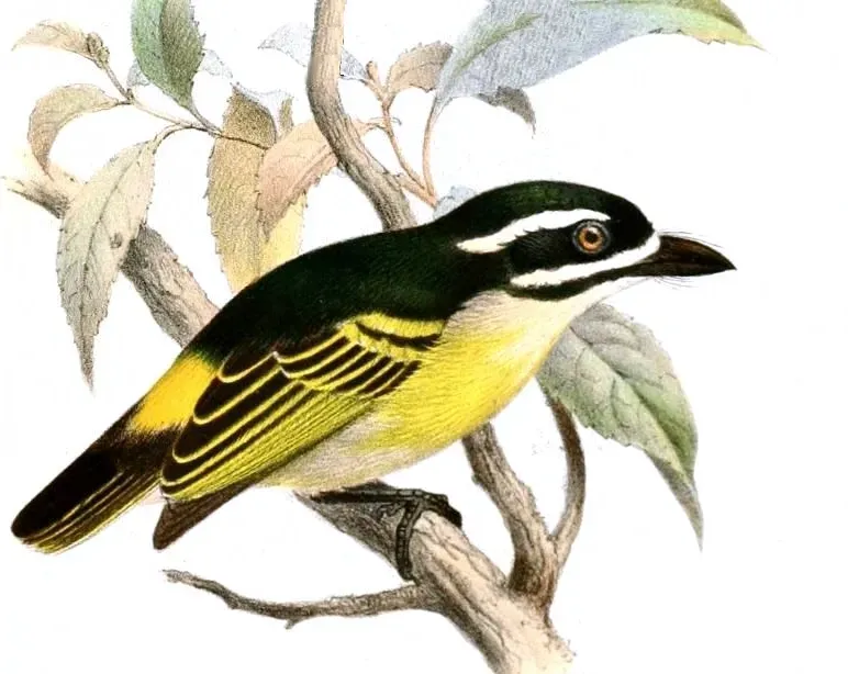 File:Pogoniulus bilineatus Keulemans.jpg