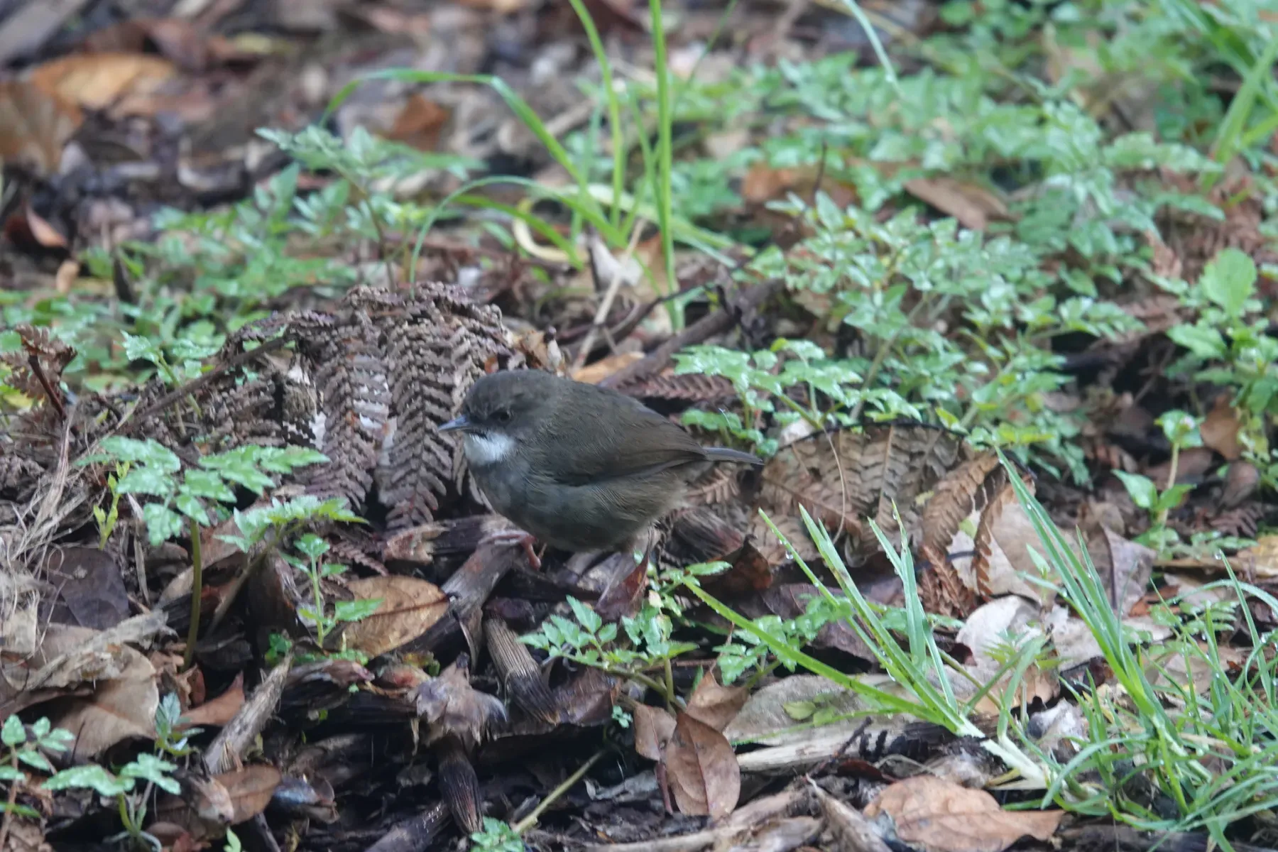 File:Origma robusta - Phil Gregory - 395451270.jpeg