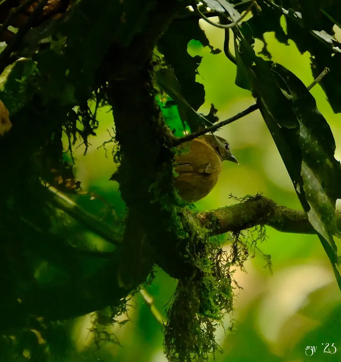 File:Illadopsis fulvescens - Martin Gutewort - 352625947.jpeg