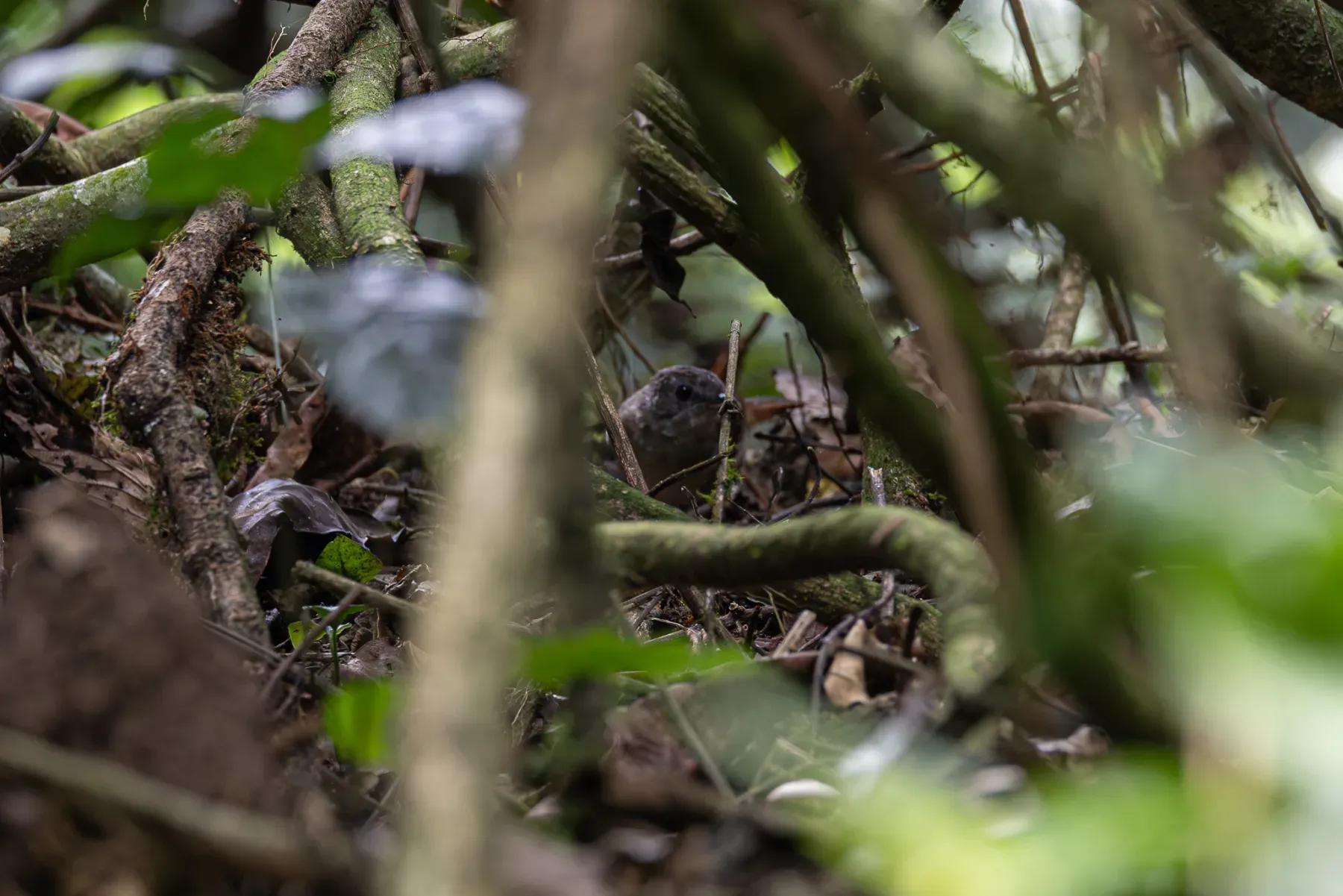 File:Illadopsis pyrrhoptera - Rafael Würtemberger - 393648698.jpeg