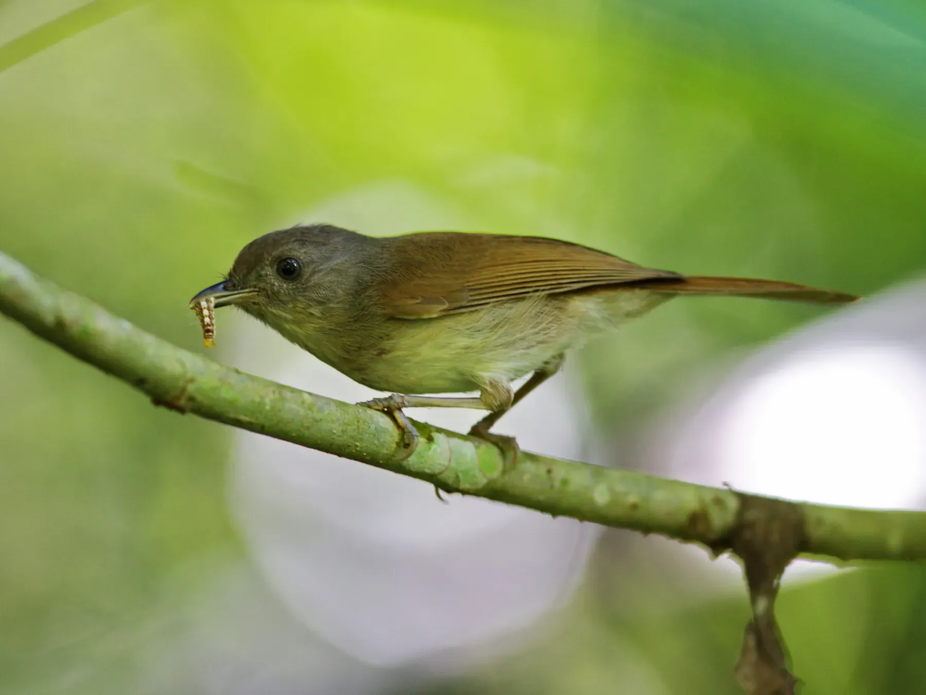 File:Alcippe brunneicauda - Ian Dugdale - 546786571.jpeg