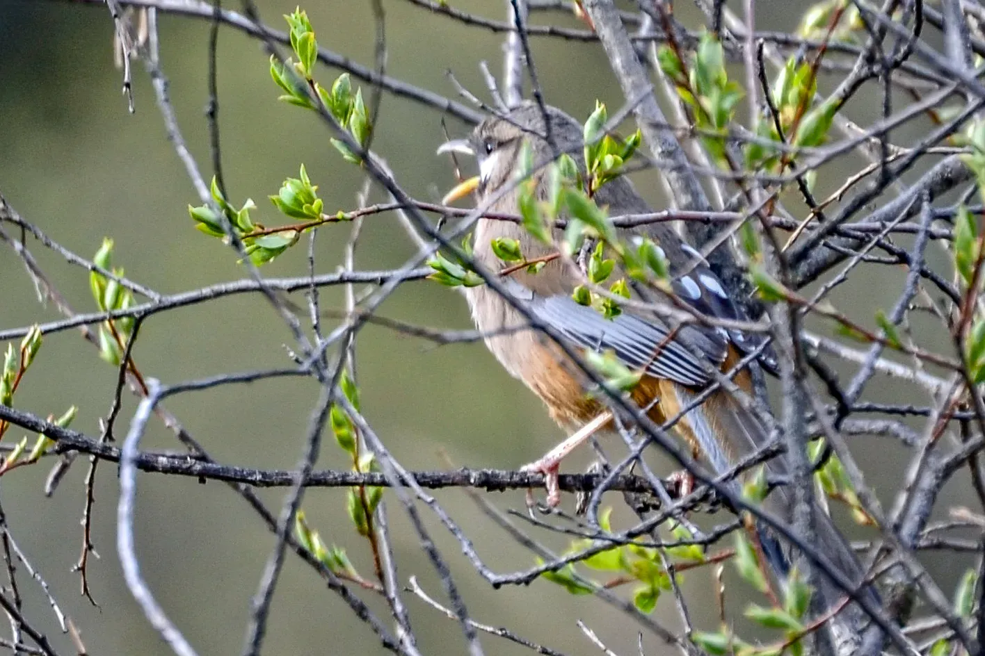 File:Ianthocincla sukatschewi - Jay Pruett - 347692978.jpeg