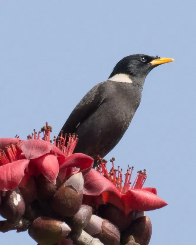 File:Acridotheres albocinctus - William Stephens - 63646478.jpeg