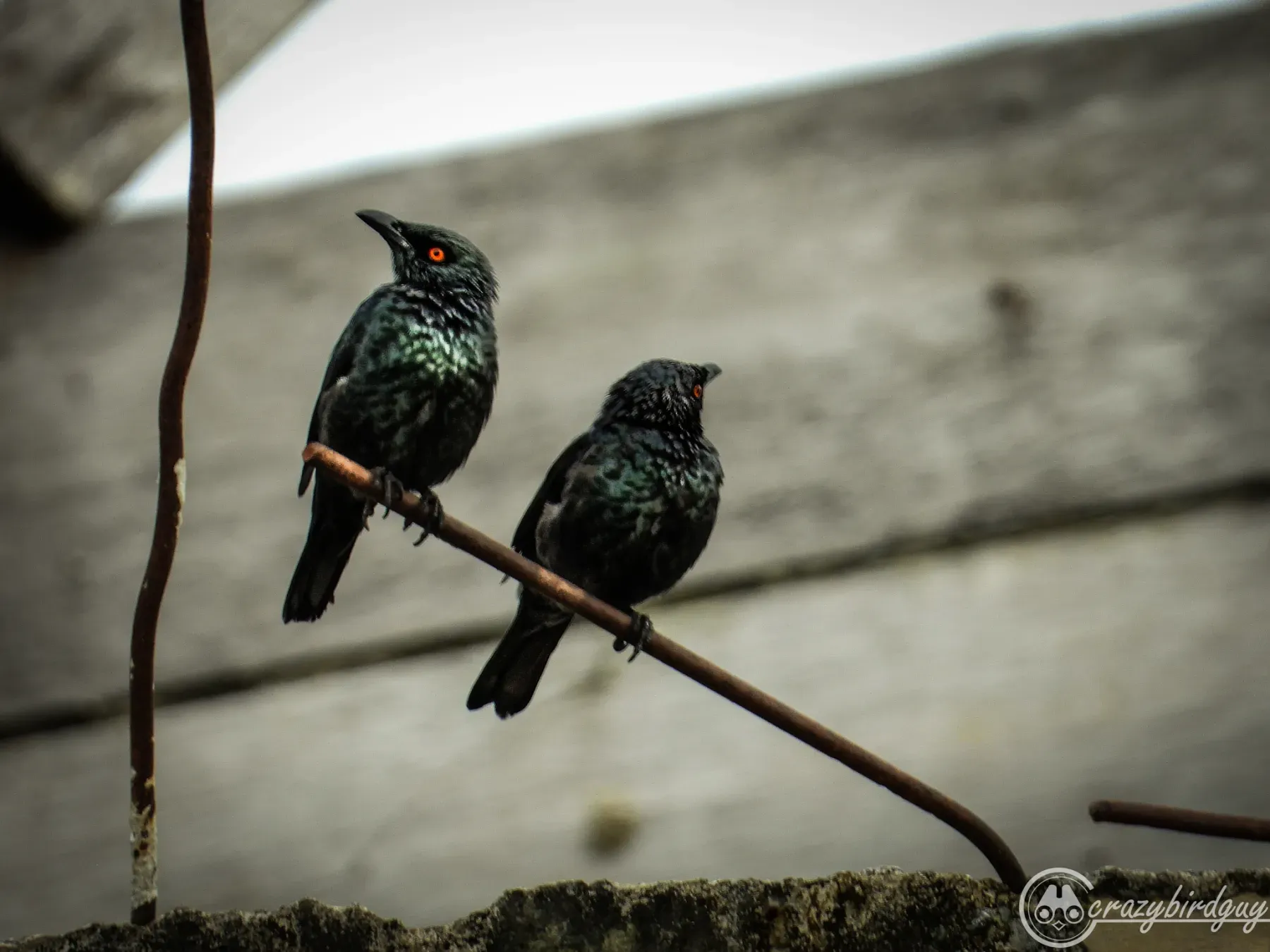 File:Aplonis cantoroides - ꦥꦤ꧀ꦗꦶꦒꦸꦱ꧀ꦠꦶꦄꦏ꧀ꦧꦂ - 199256612.jpeg