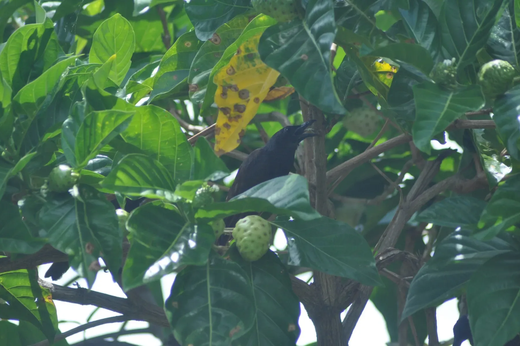 File:Aplonis atrifusca - Ben Hayden - 27523307.jpeg