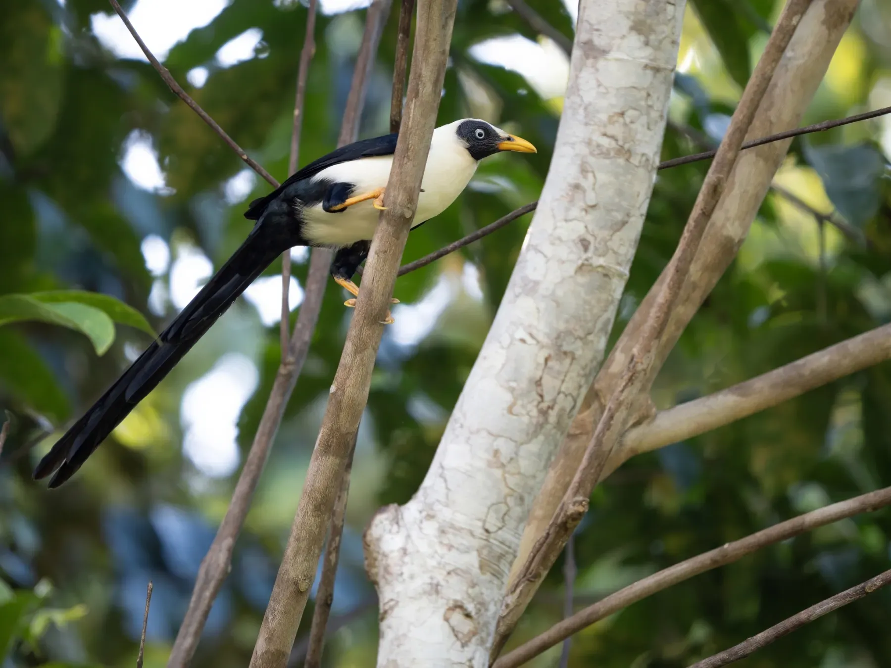 File:Streptocitta albertinae - James Eaton - 583509473.jpeg