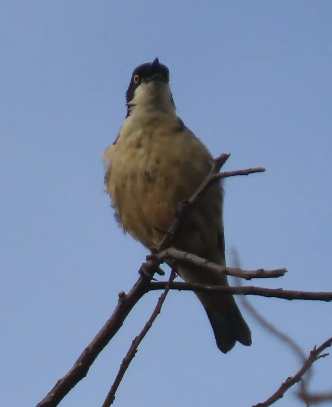 File:Pholia sharpii - tlaloc27 - 215533864.jpeg