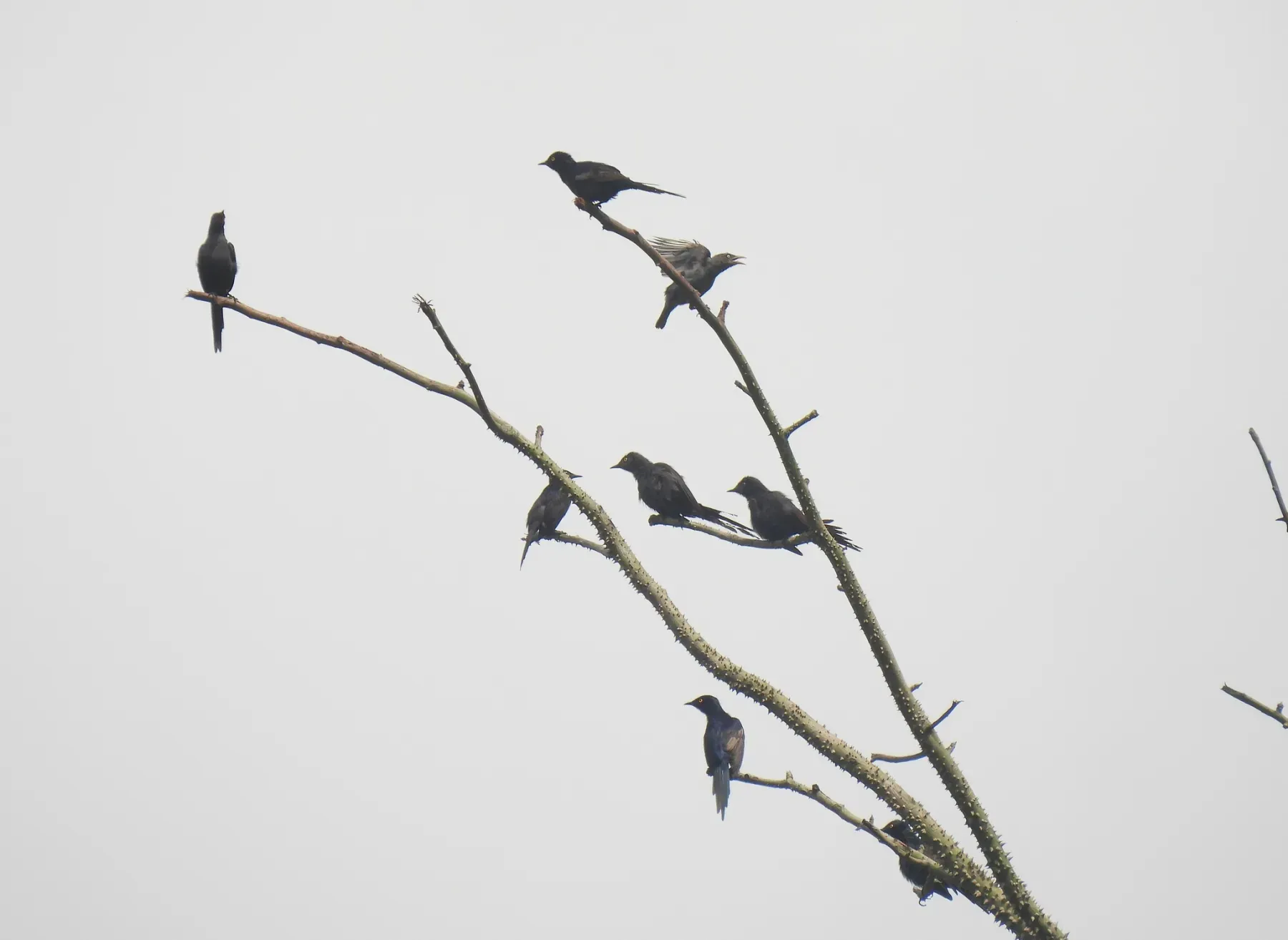 File:Poeoptera lugubris - Antoine Thivolle - 620277906.jpeg