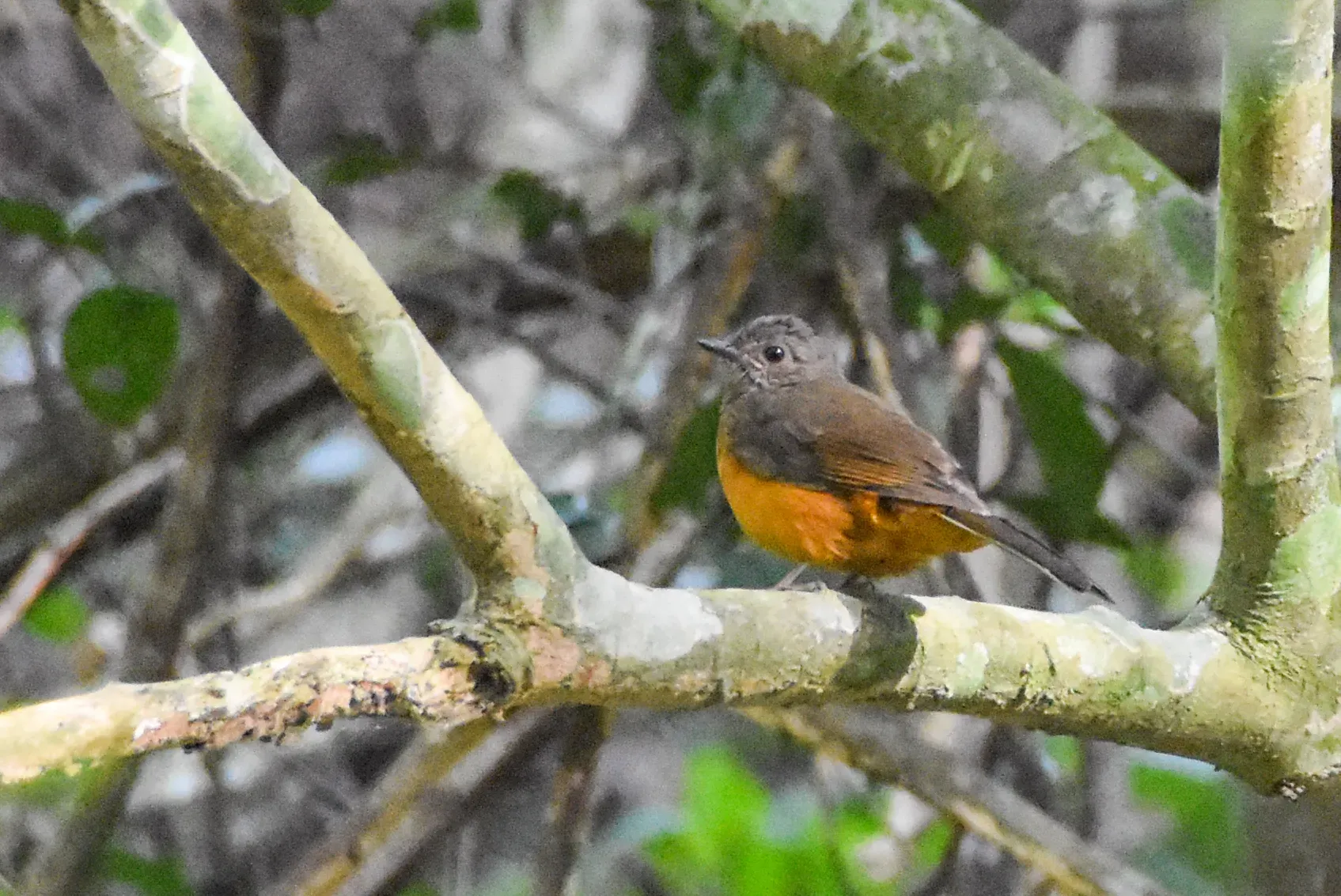 File:Stizorhina finschi - Jay Pruett - 181192128.jpeg