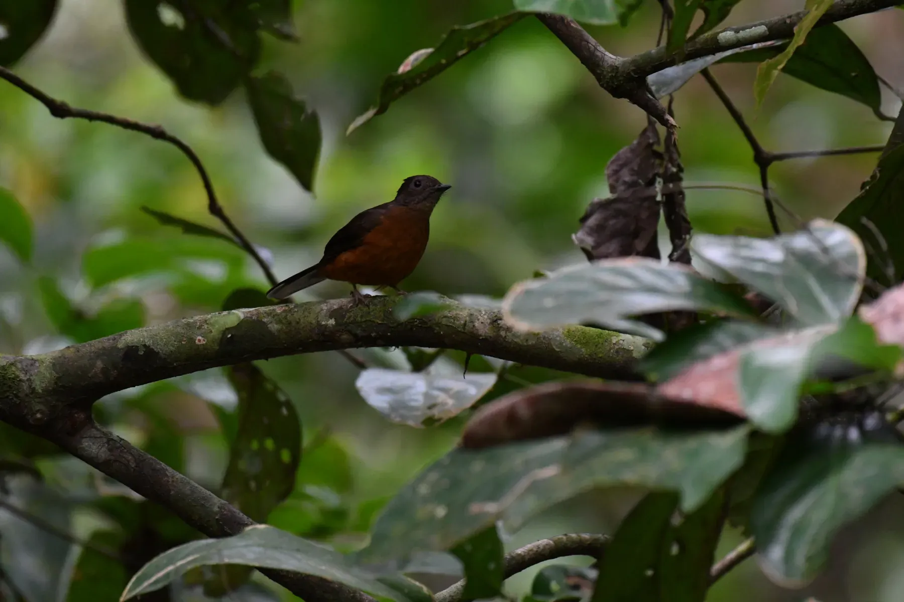 File:Neocossyphus poensis - Justin Philbois - 219636388.jpeg