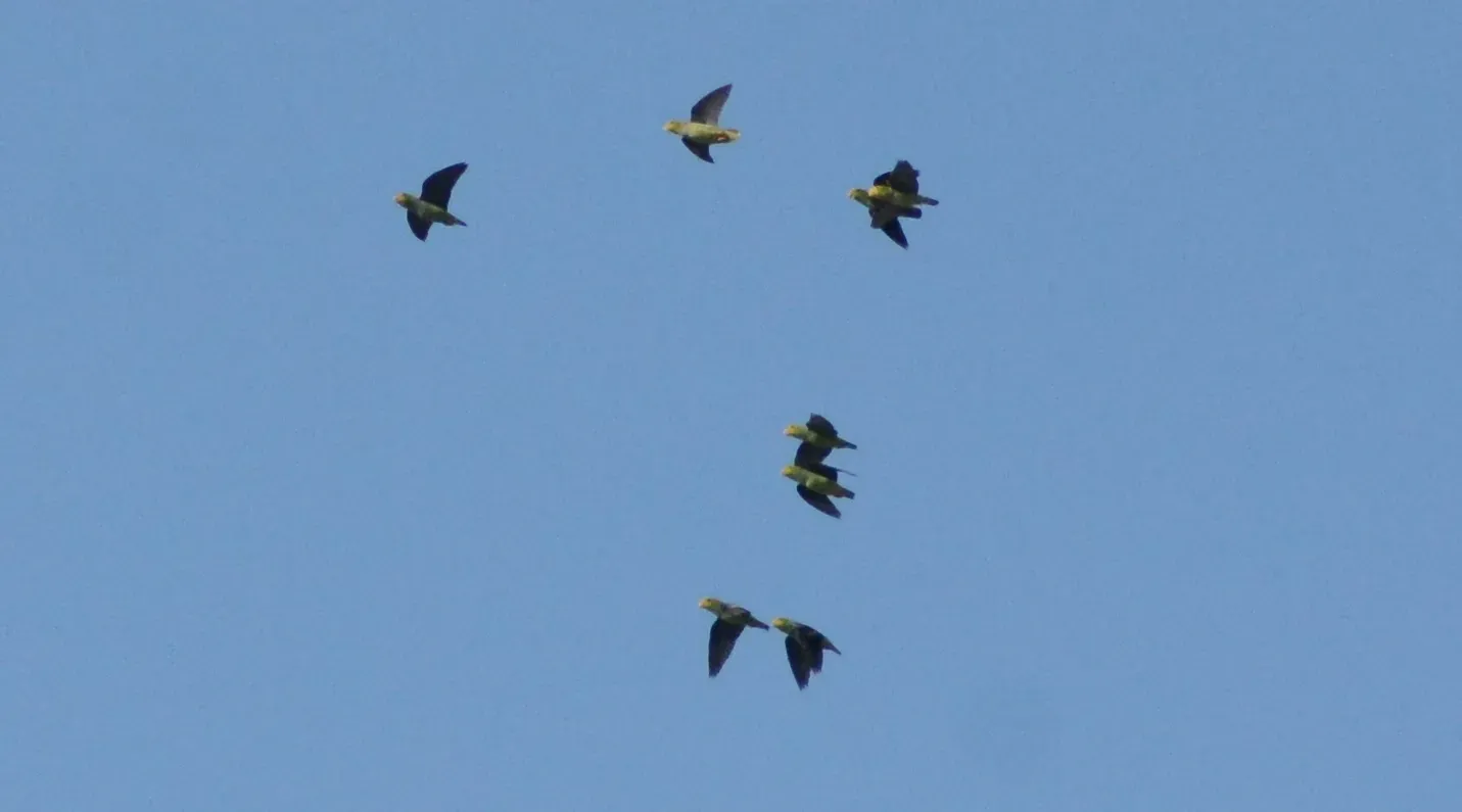 File:Touit batavicus - Mark Hulme - 73899709.jpeg