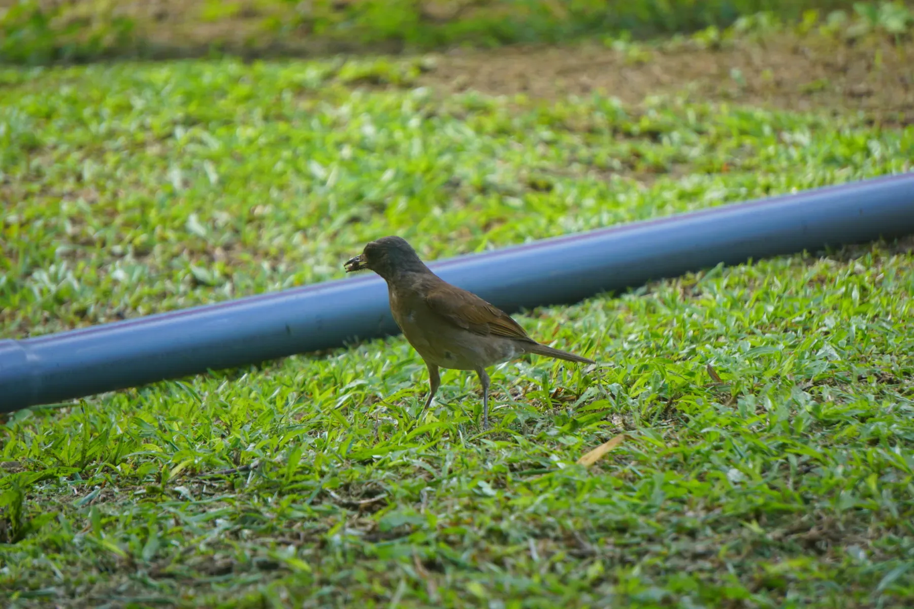 File:Turdus arthuri - Maheva B Laursen - 28662254.jpeg