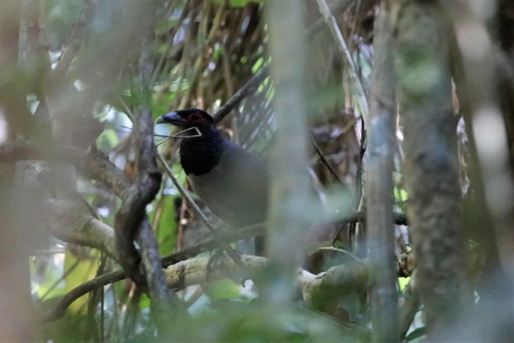 File:Neomorphus rufipennis - Jason Fidorra - 320626381.jpeg