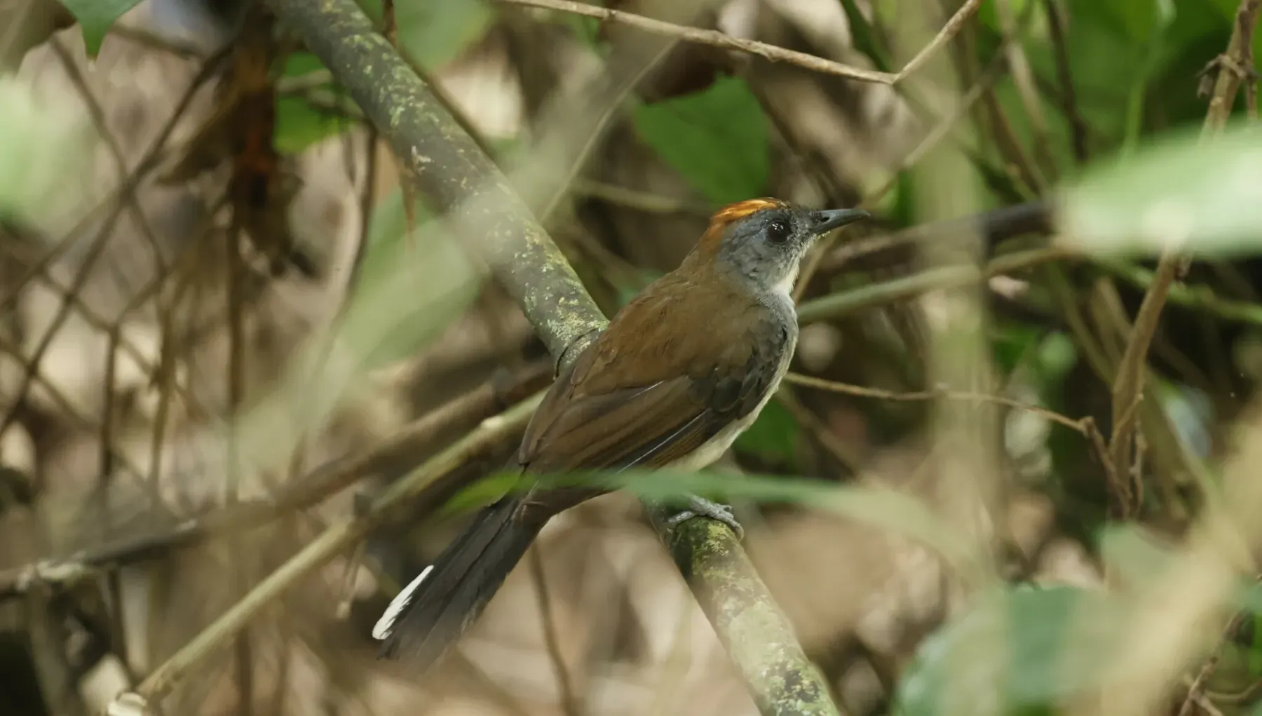 File:Alethe diademata - Don Wellmann - 452550799.jpeg