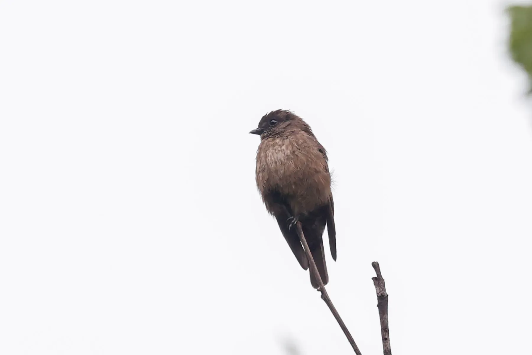 File:Artomyias fuliginosa - Tom Field - 479757404.jpeg