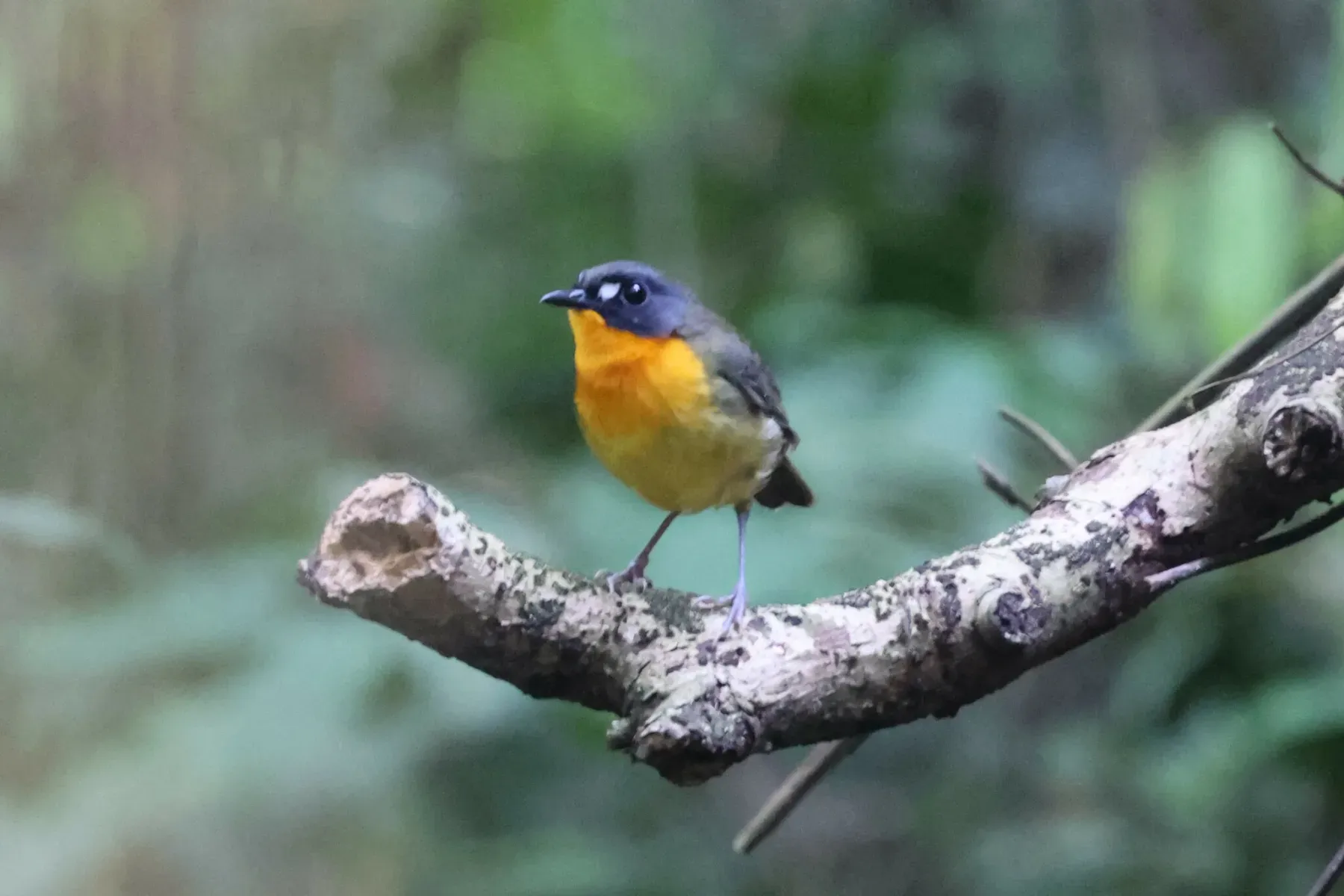 File:Stiphrornis mabirae - Tommy Andriollo - 248404606.jpeg