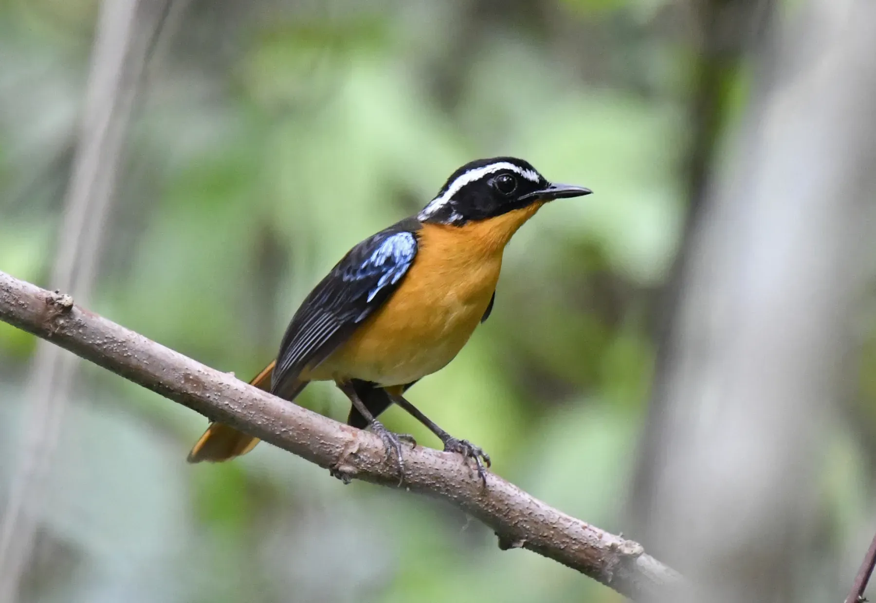 File:Cossypha cyanocampter - Zac Peterson - 477848879.jpeg