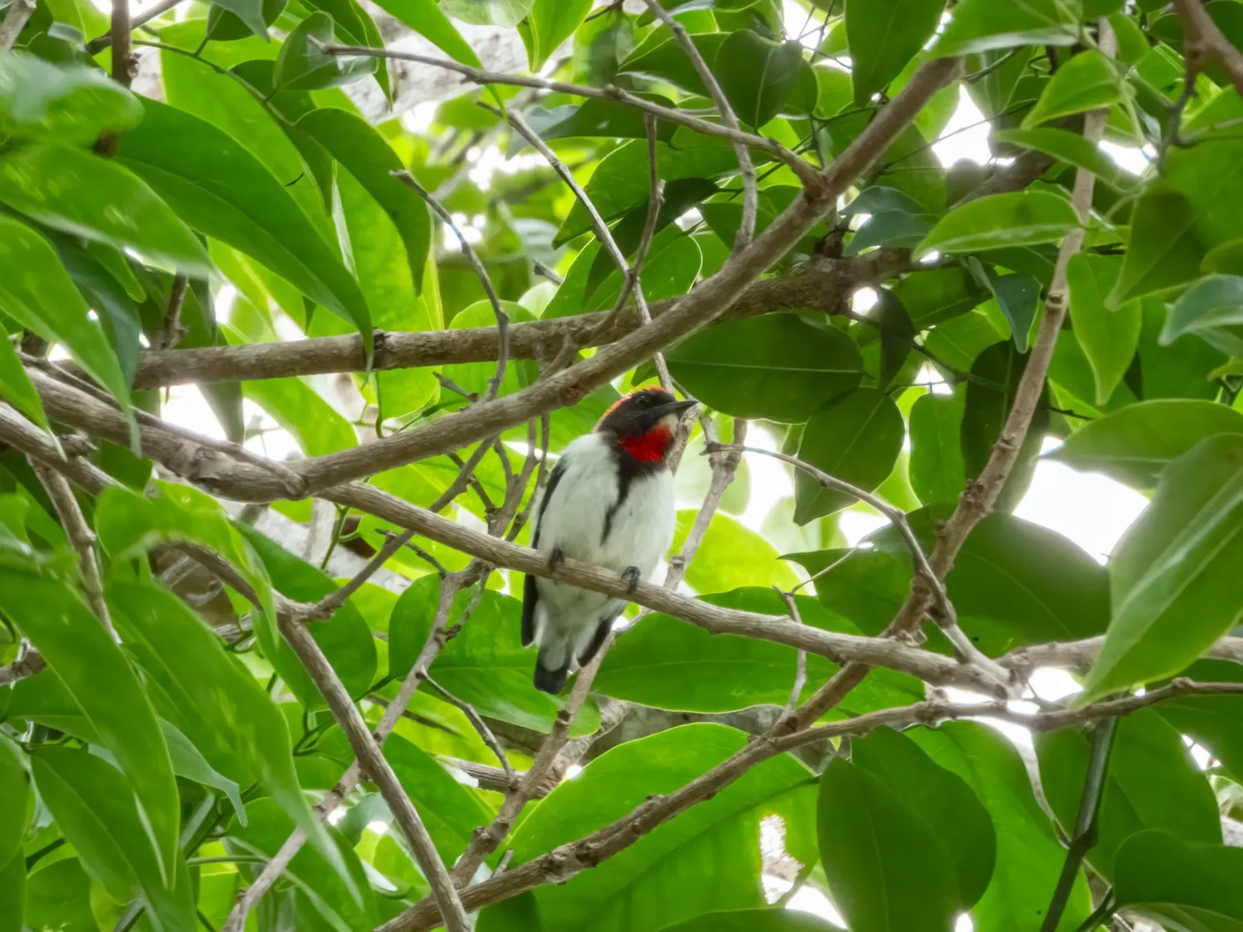 File:Dicaeum igniferum - Jason Alexander - 466328038.jpeg