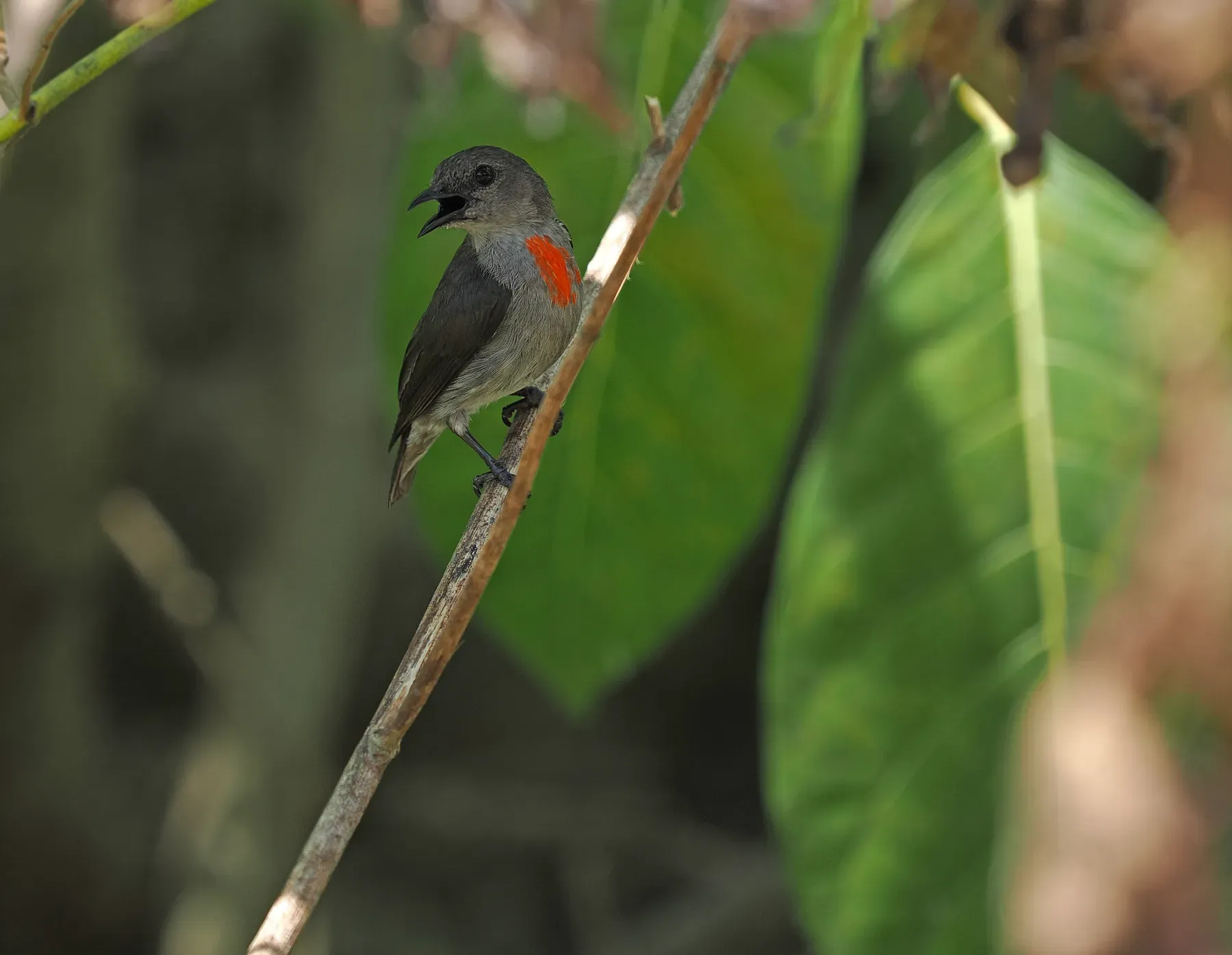 File:Dicaeum vulneratum - James Eaton - 337787688.jpeg