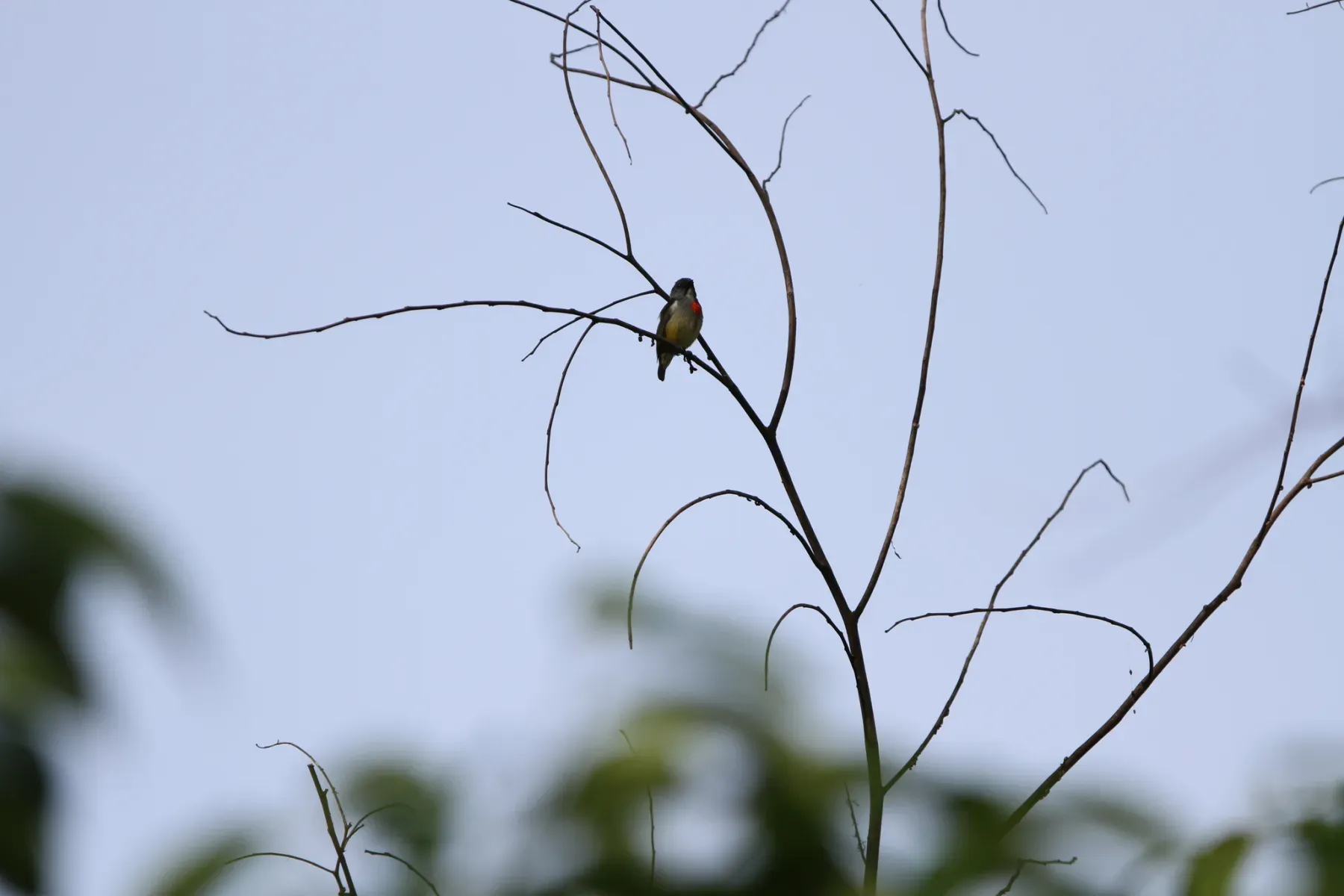 File:Dicaeum erythrothorax - James Eaton - 416830908.jpeg