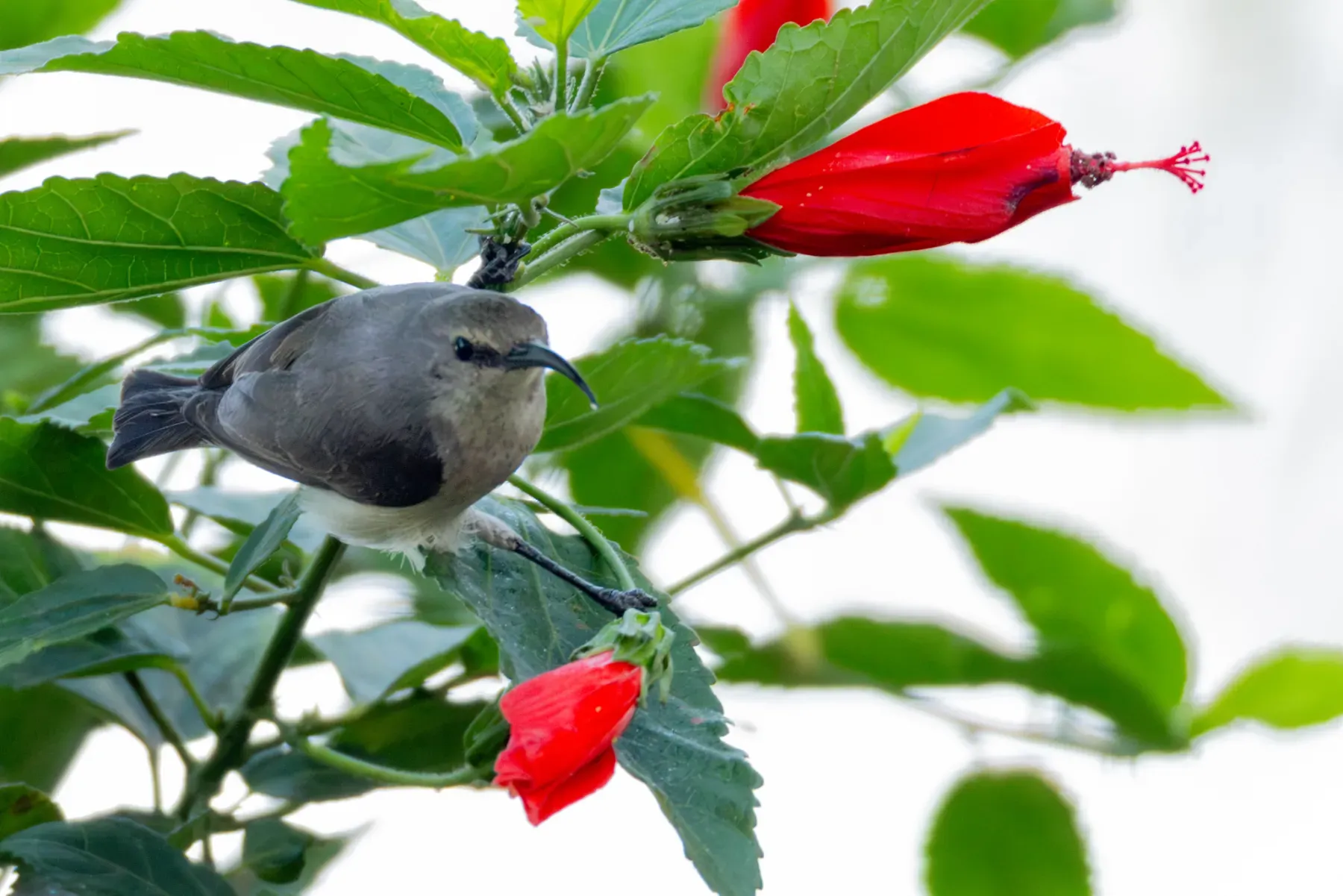 File:Cinnyris fuelleborni - William Stephens - 441803354.jpeg