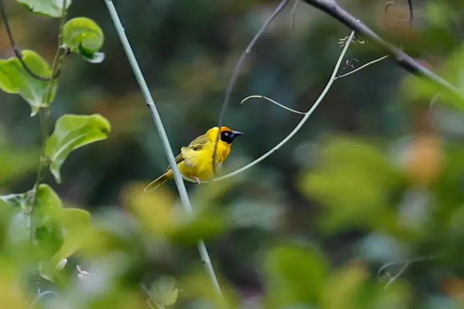 File:Ploceus bertrandi - Tom Field - 472861183.jpeg