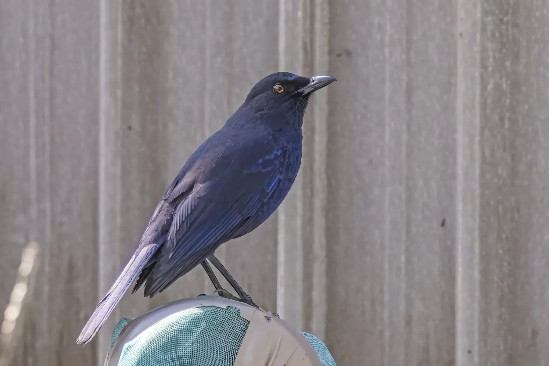 File:Taiwan whistling-thrush (Myophonus insularis) Qianshan.jpg