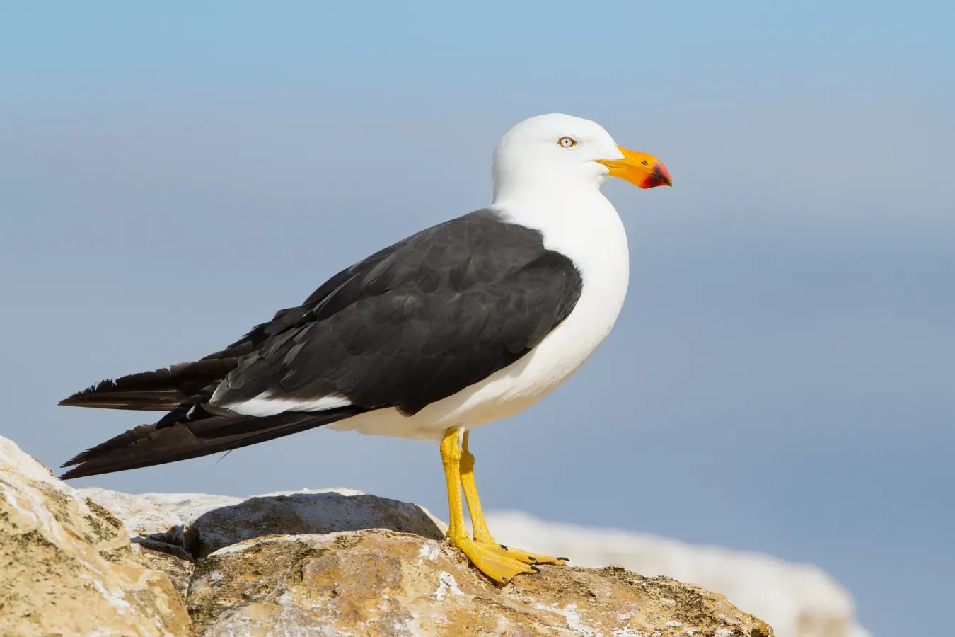 File:Larus pacificus - Derwent River Estuary.jpg