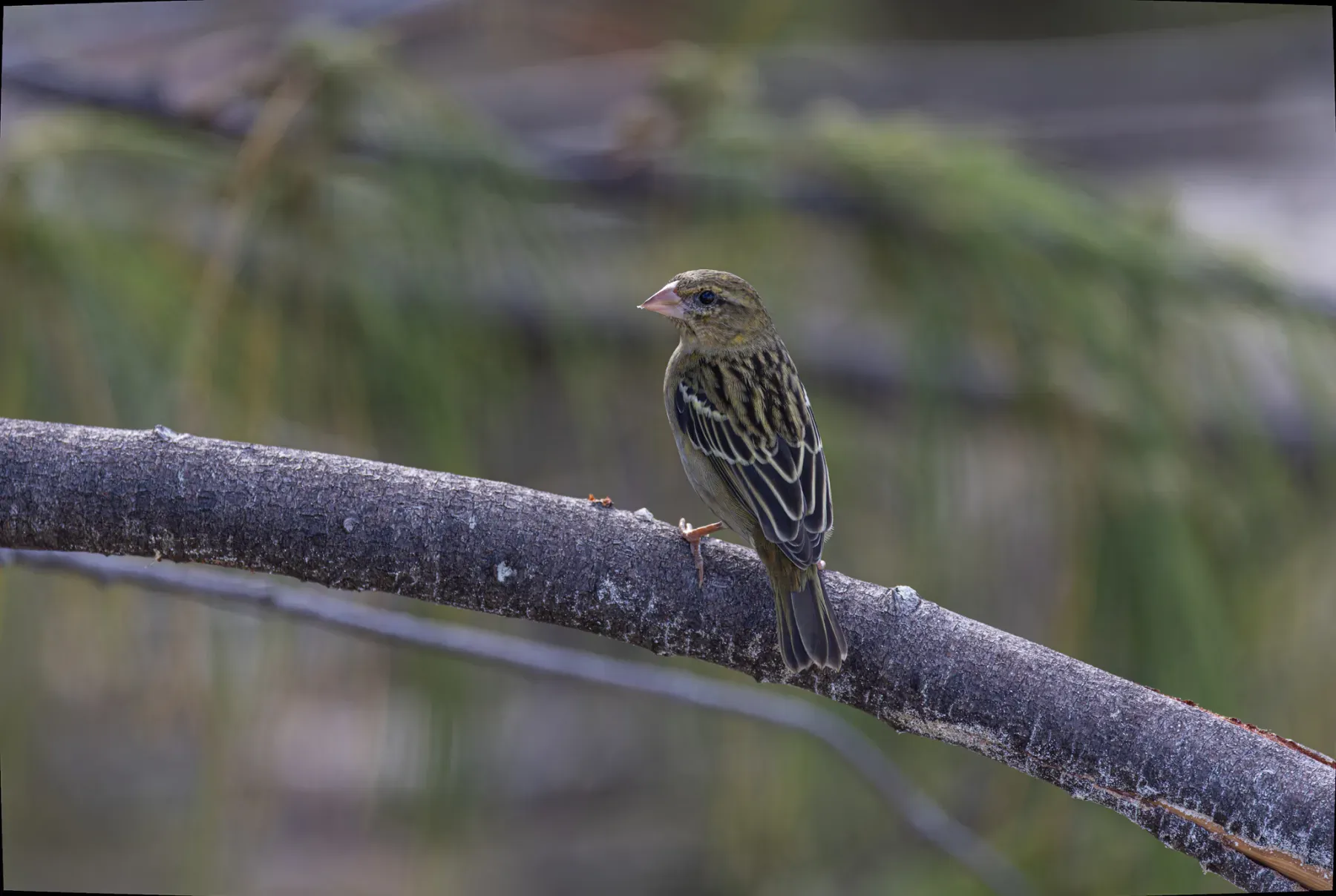 File:Foudia sechellarum - Rafael Würtemberger - 292456553.jpeg
