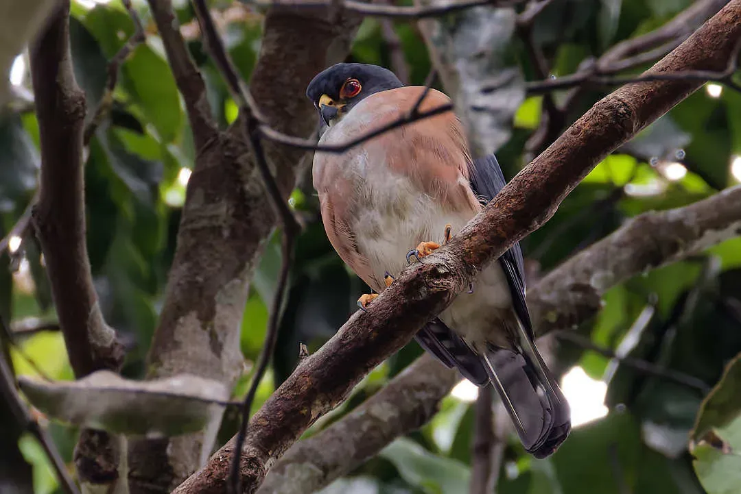 File:Tachyspiza erythropus - Lionel CASSET - 460654521.jpeg