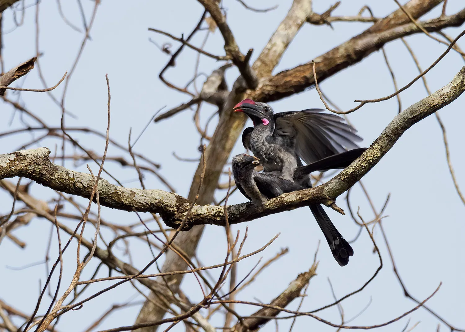 File:Horizocerus granti - Robin Fjellström - 270724099.jpeg