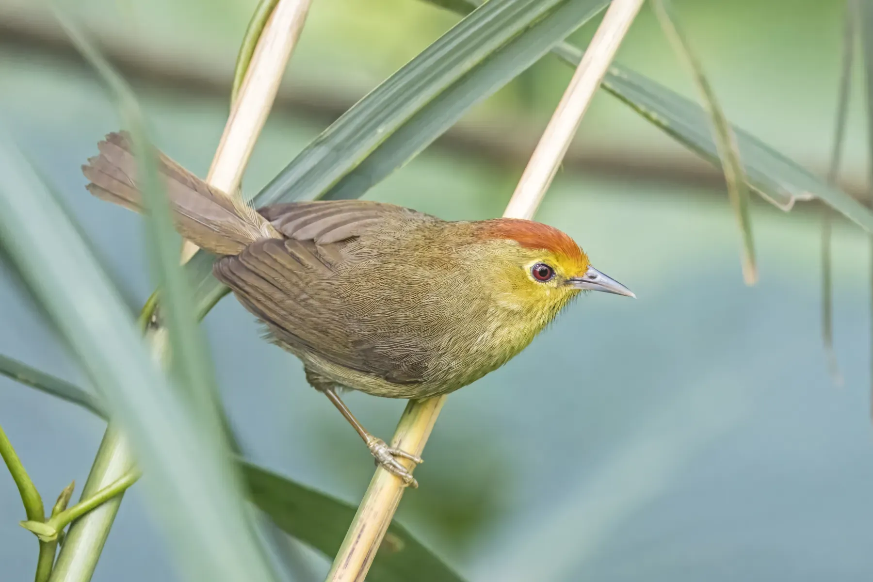 File:Rufous-capped babbler (Cyanoderma ruficeps praecognitum) Shuangyu.jpg