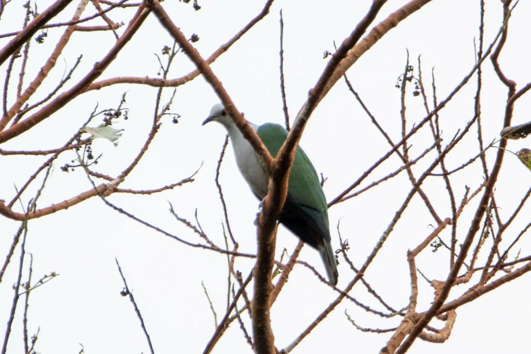 File:Ducula radiata - Jesse Long - 412487366.jpeg