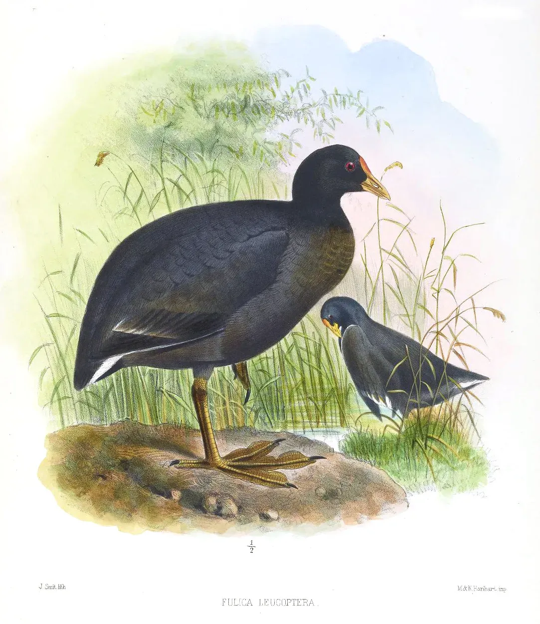 File:FulicaLeucopteraSmit.jpg