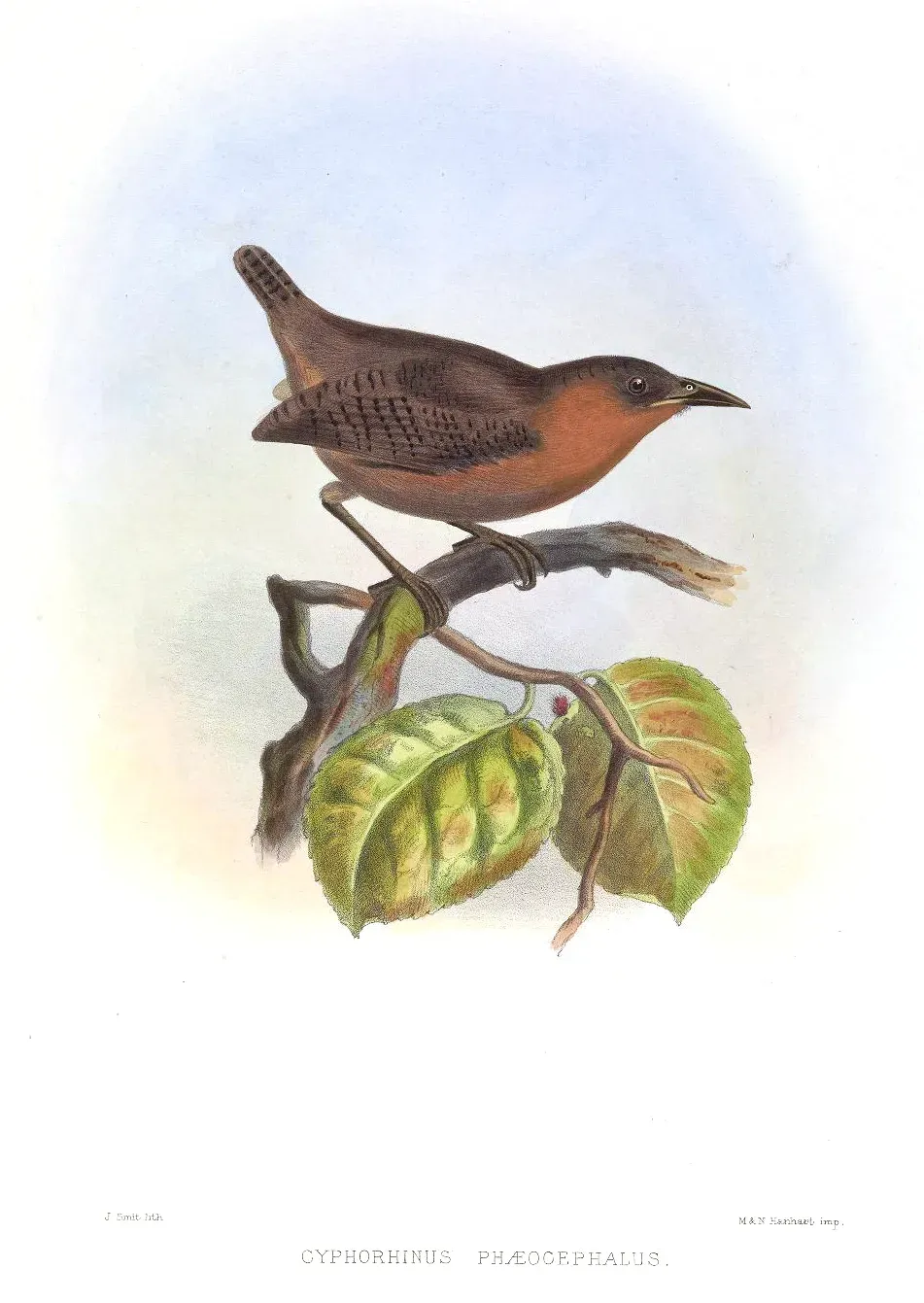 File:CyphorhinusPhaeocephalusSmit.jpg