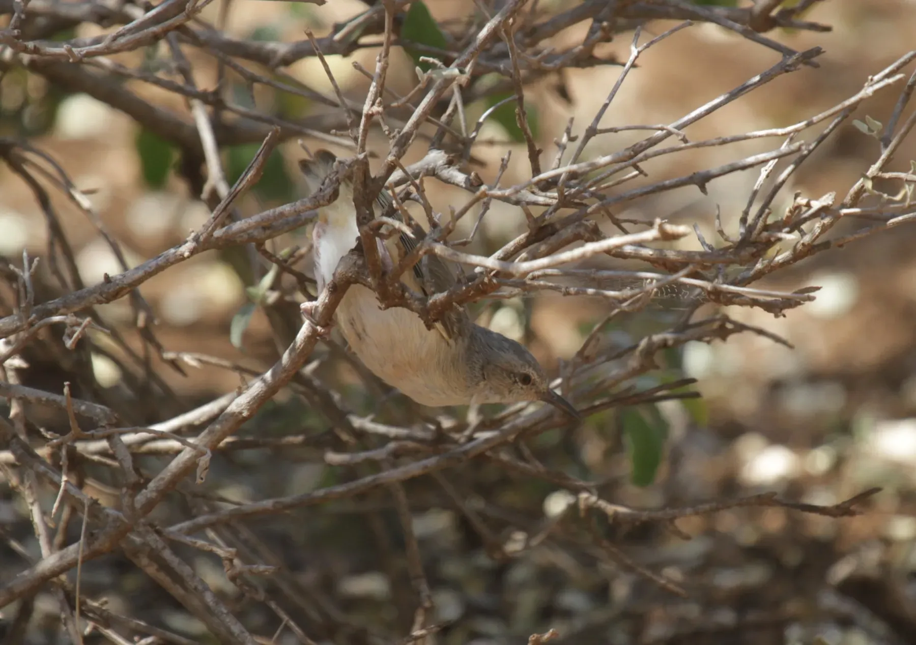 File:Sylvietta isabellina - Mikael Bauer - 28242813.jpeg