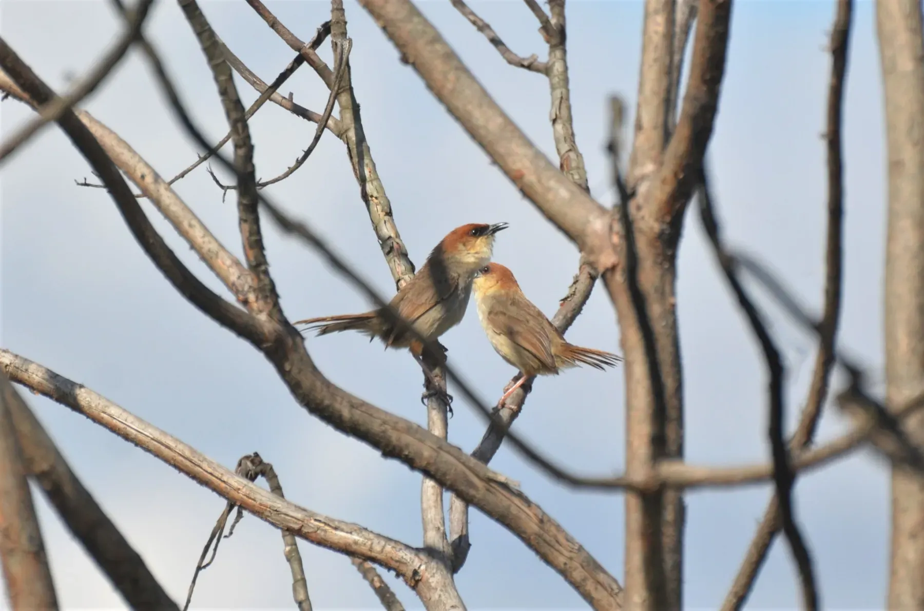 File:Cisticola nigriloris - markusgmeiner - 54805687.jpeg