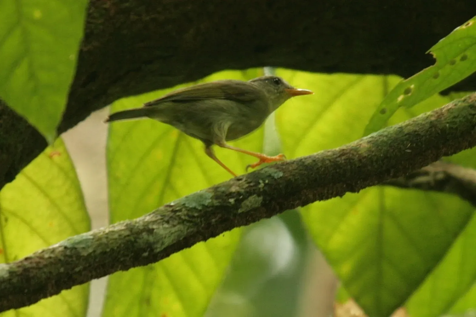 File:Phylloscopus misoriensis - Mikael Bauer - 109867884.jpeg