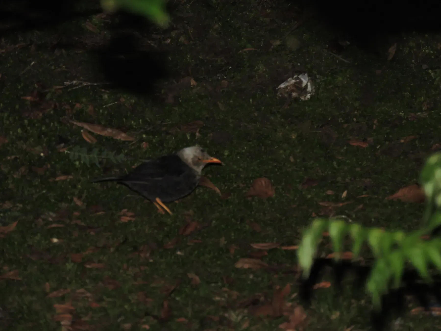 File:Turdus deningeri deningeri - Mangiring Sibarani - 624408766.jpeg