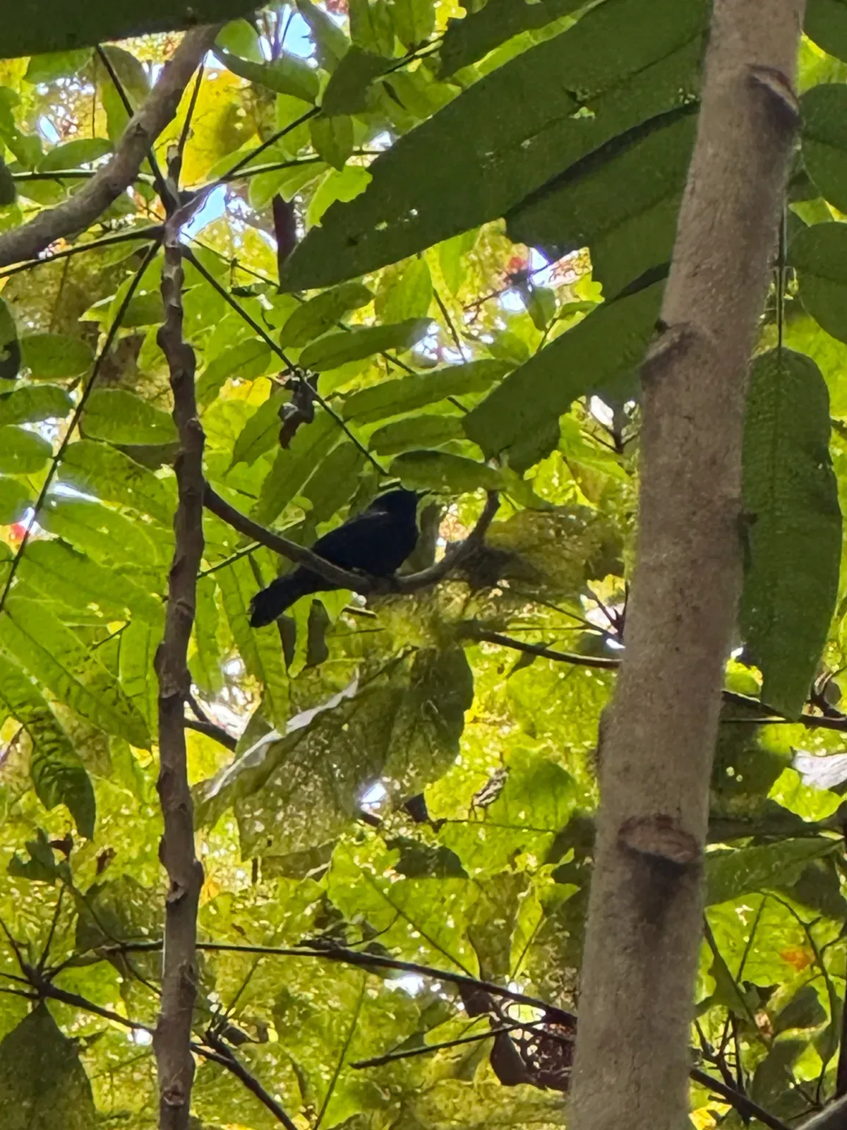 File:Pomarea nigra - Reizo Knapp - 627377111.jpeg