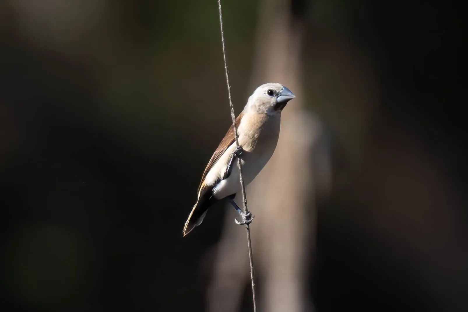 File:Lonchura flaviprymna - Alan Bell - 324057904.jpeg