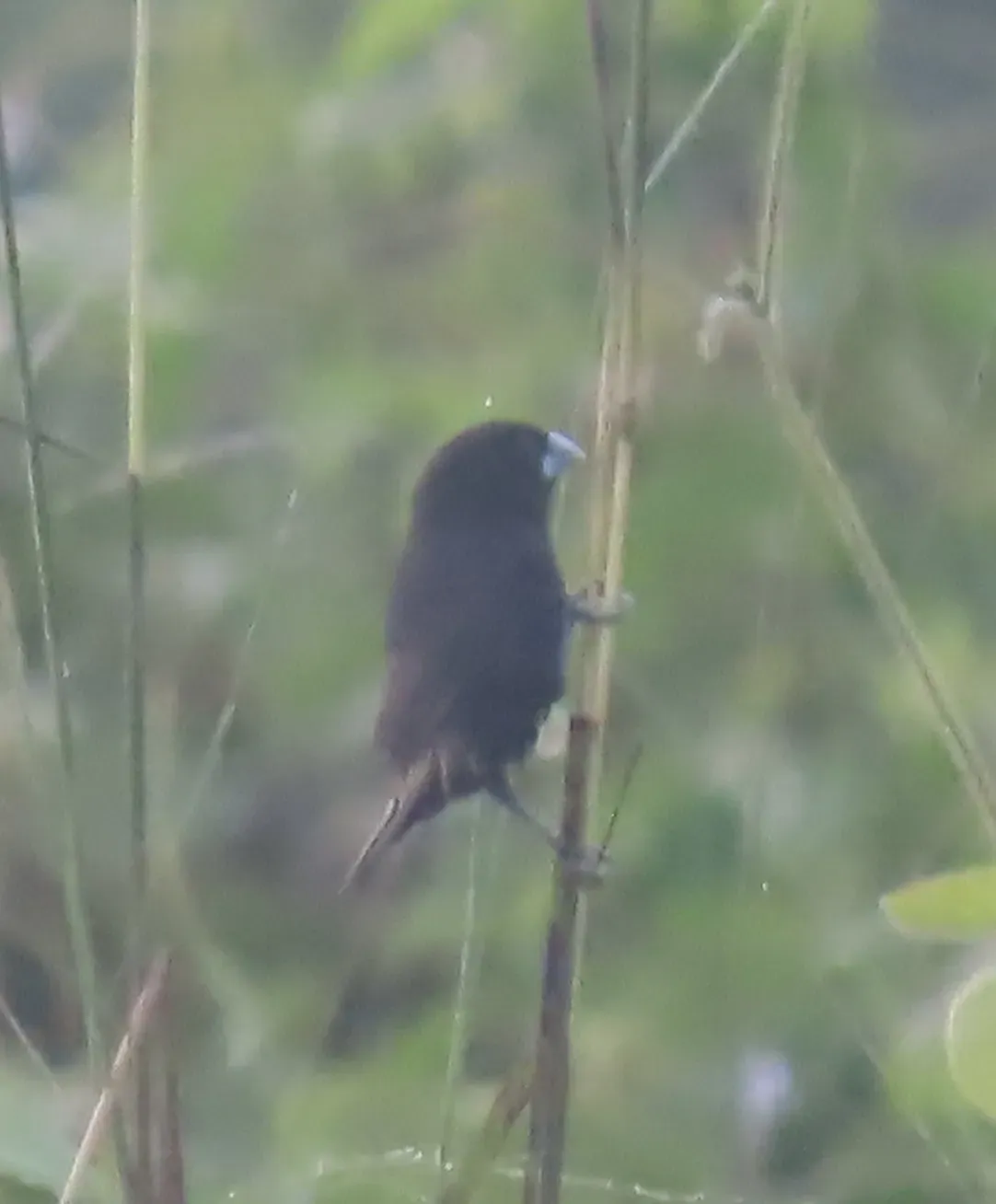 File:Lonchura stygia - tlaloc27 - 226811419.jpeg