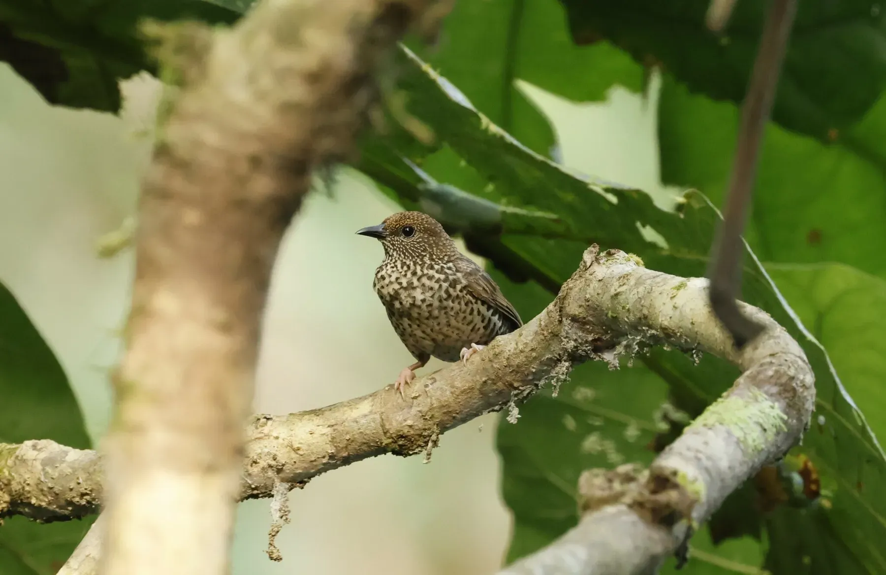 File:Parmoptila rubrifrons - Don Wellmann - 455818603.jpeg