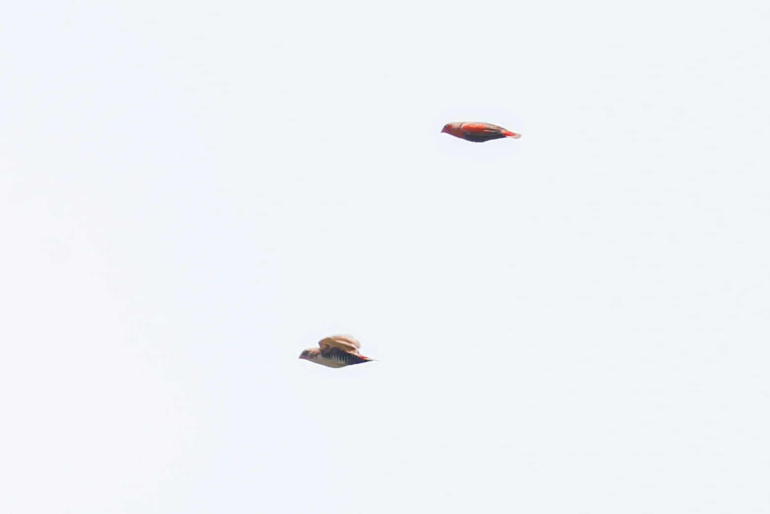 File:Paludipasser locustella - Tom Field - 512664816.jpeg