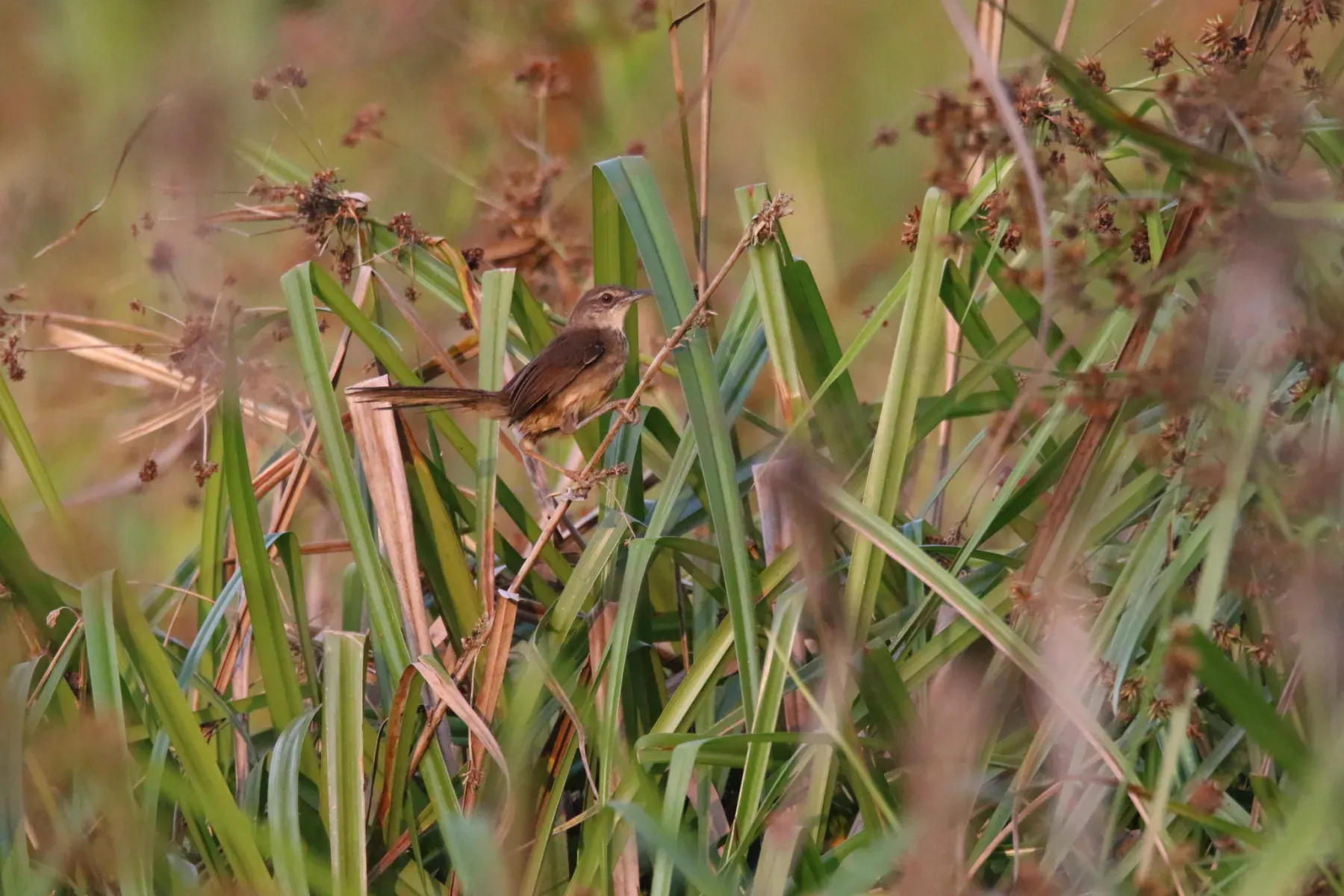 File:Bradypterus grandis - bureaubenjamin - 119616564.jpeg