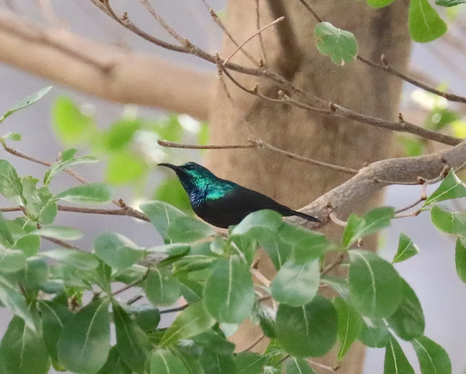 File:Cinnyris comorensis - Phil Boyle - 47708597.jpeg