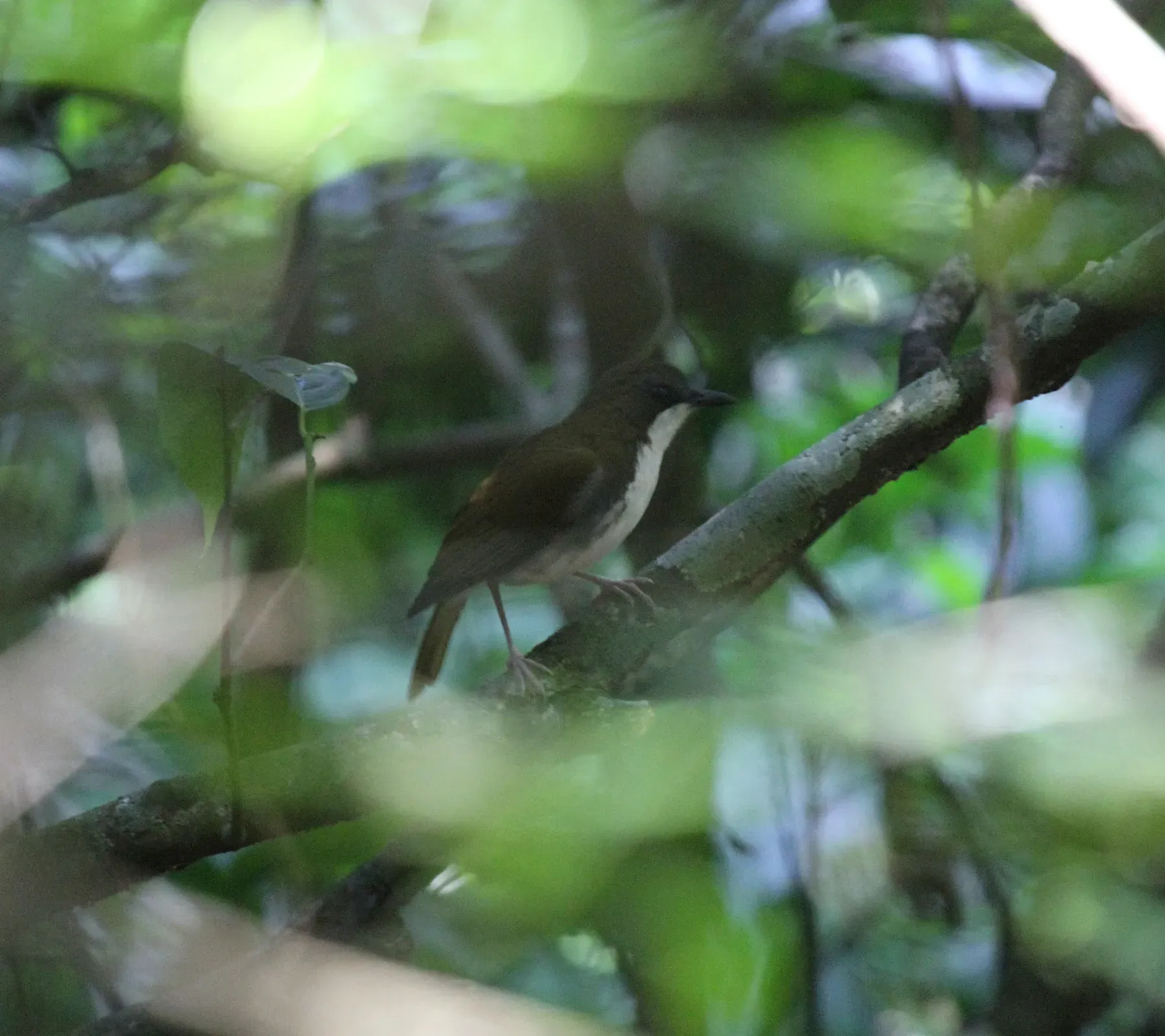 File:Chamaetylas fuelleborni - Mikael Bauer - 245574366.jpeg