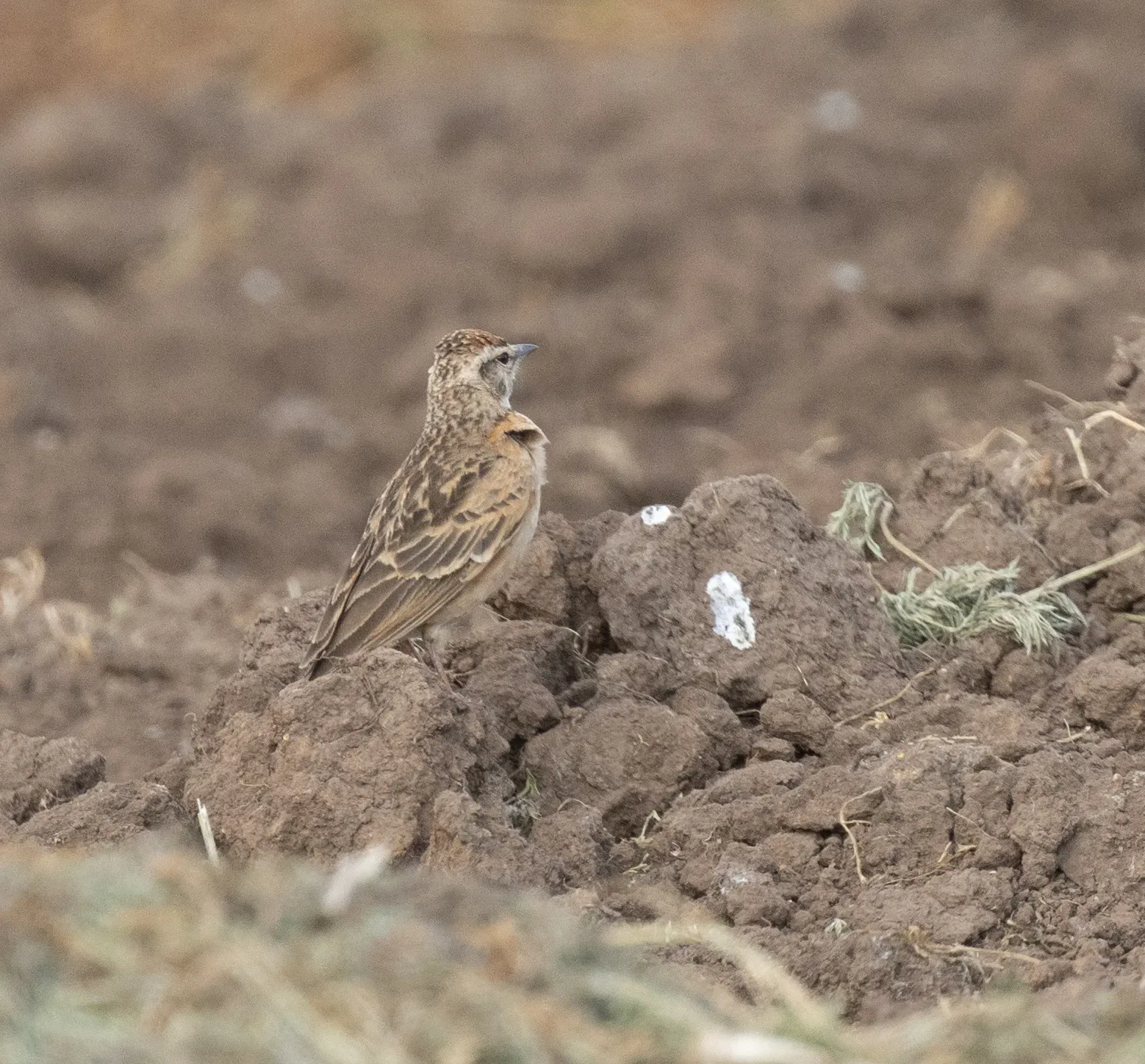 File:Calandrella blanfordi - avocat - 618599077.jpeg